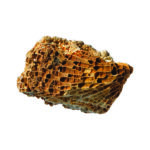 EI5204_fossil collection_high_res_11