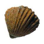 EI5204_fossil collection_high_res_13