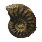 EI5204_fossil collection_high_res_14