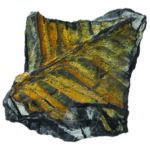 EI5204_fossil collection_high_res_9