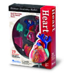 LER3334_heart anatomy model_high_res_4