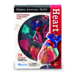 LER3334_heart anatomy model_high_res_5