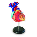 LER3334_heart anatomy model_high_res_6