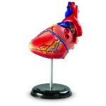 LER3334_heart anatomy model_high_res_7