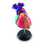 LER3334_heart anatomy model_high_res_8