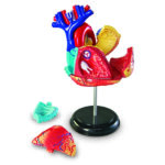 LER3334_heart anatomy model_high_res_9