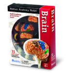 LER3335_brain anatomy model_high_res_1