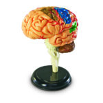 LER3335_brain anatomy model_high_res_4