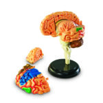 LER3335_brain anatomy model_high_res_6