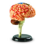 LER3335_brain anatomy model_high_res_7