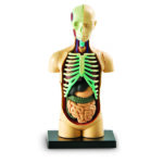 LER3336_human body anatomy model_high_res_1