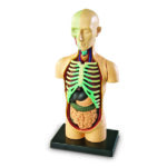 LER3336_human body anatomy model_high_res_2