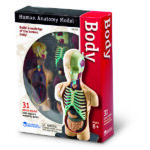 LER3336_human body anatomy model_high_res_5