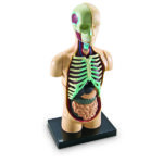 LER3336_human body anatomy model_high_res_7