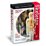 LER3337_skeleton anatomy model_high_res_1