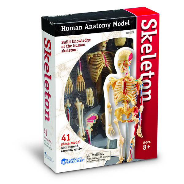 Human Anatomy Skeleton - Full Size Model 6 ft. Tall with Stand - Buy  Hospital, Healthcare equipment, accessories and machines online at  Mygetwellstore