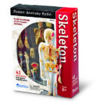 LER3337_skeleton anatomy model_high_res_3