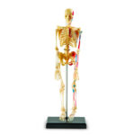 LER3337_skeleton anatomy model_high_res_4