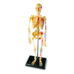 LER3337_skeleton anatomy model_high_res_5