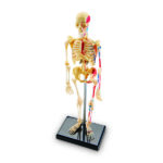 LER3337_skeleton anatomy model_high_res_6