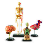 LER3338_anatomy models bundle_high_res_1