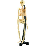 SK046_human skeleton_high_res_2