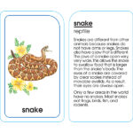 SZ04012_animals-of-all-kinds-flash-cards_high_res_4